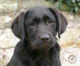 Labrador Retriever Puppy 9Y415D-042